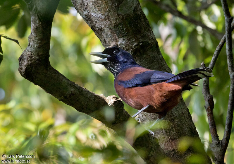 Lidth's Jay