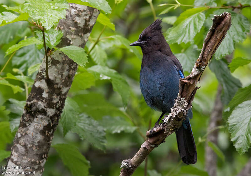 Steller's Jayadult, habitat, pigmentation