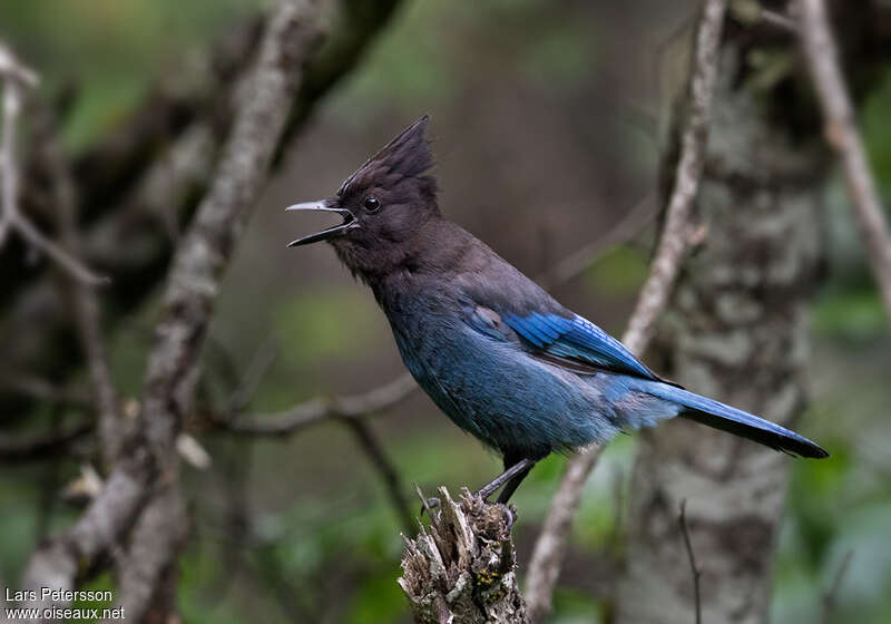 Steller's Jayadult, identification, song