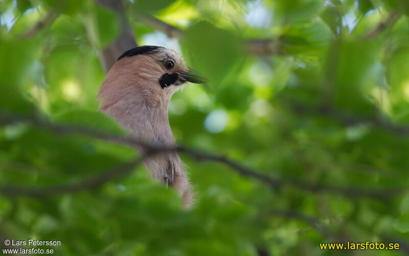 Eurasian Jay