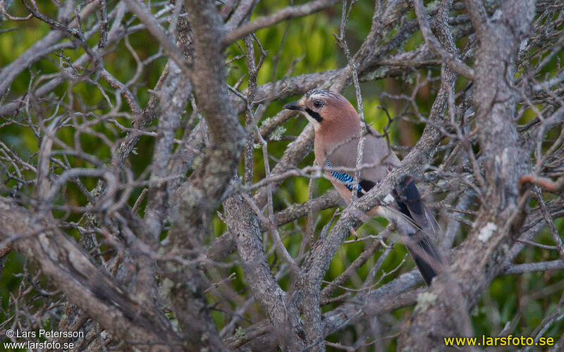 Eurasian Jay