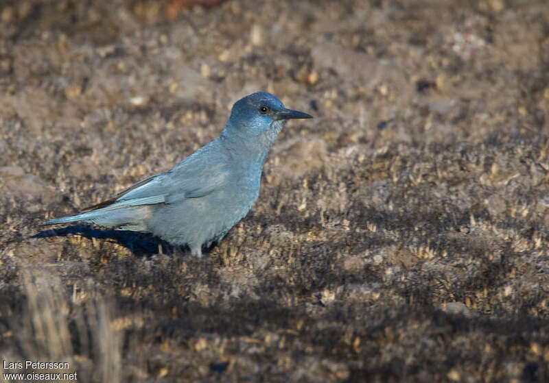 Pinyon Jay