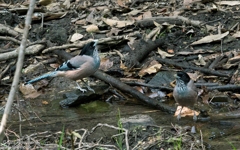 Black-headed Jay