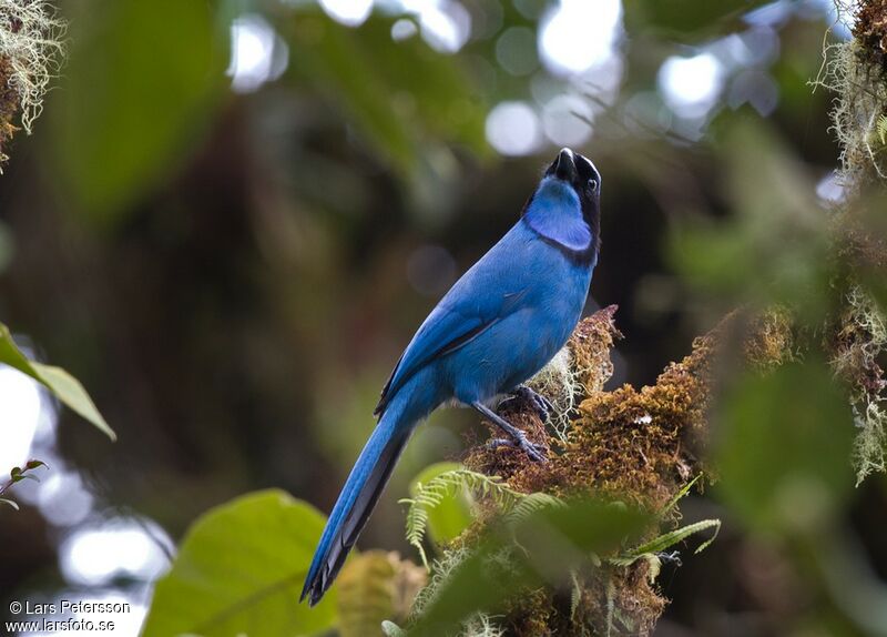 Turquoise Jay