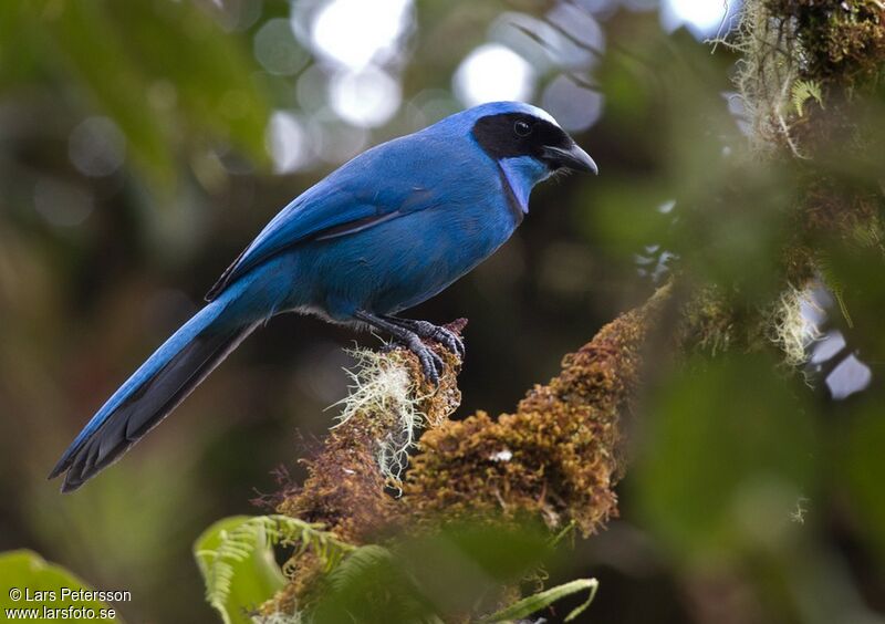 Turquoise Jay