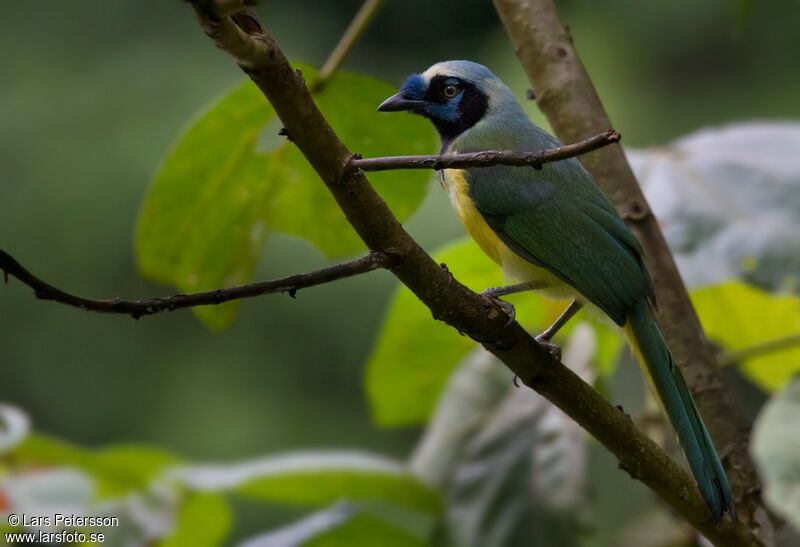 Inca Jay