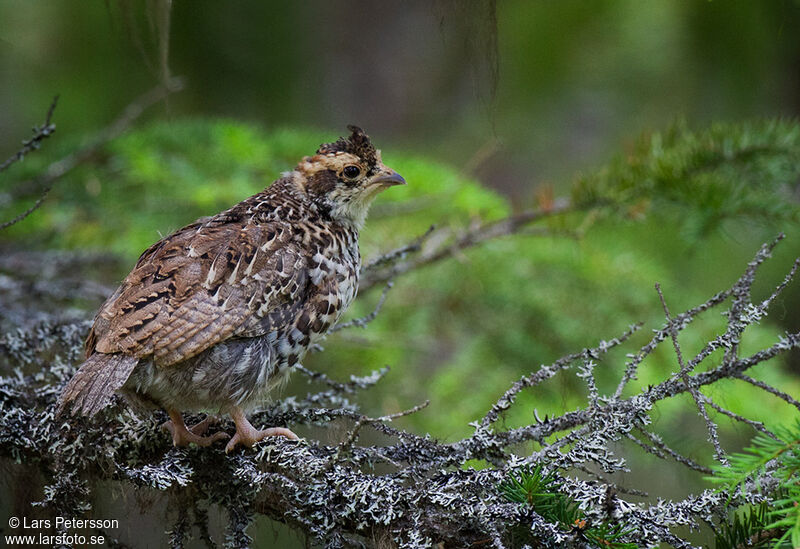 Hazel Grouse