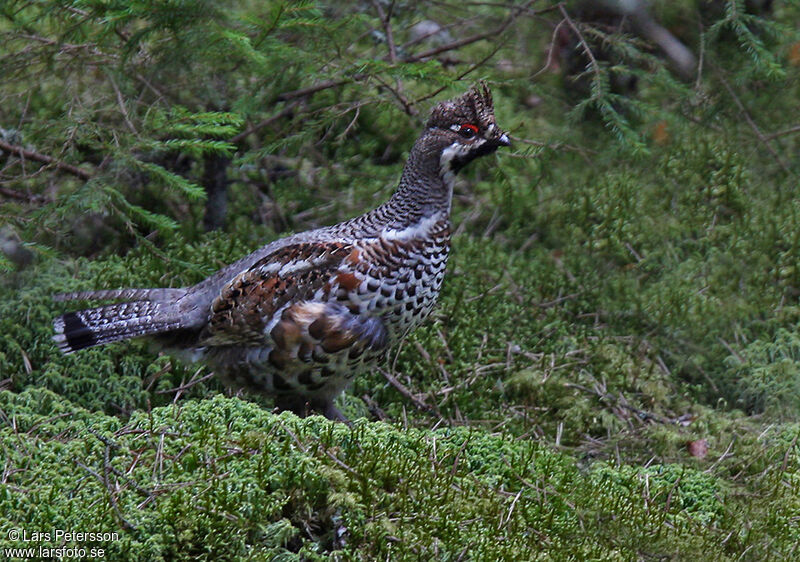 Hazel Grouse