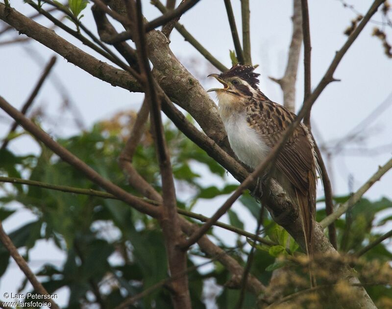 Striped Cuckoo