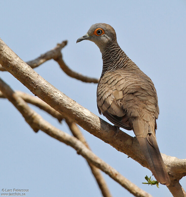 Barred Dove