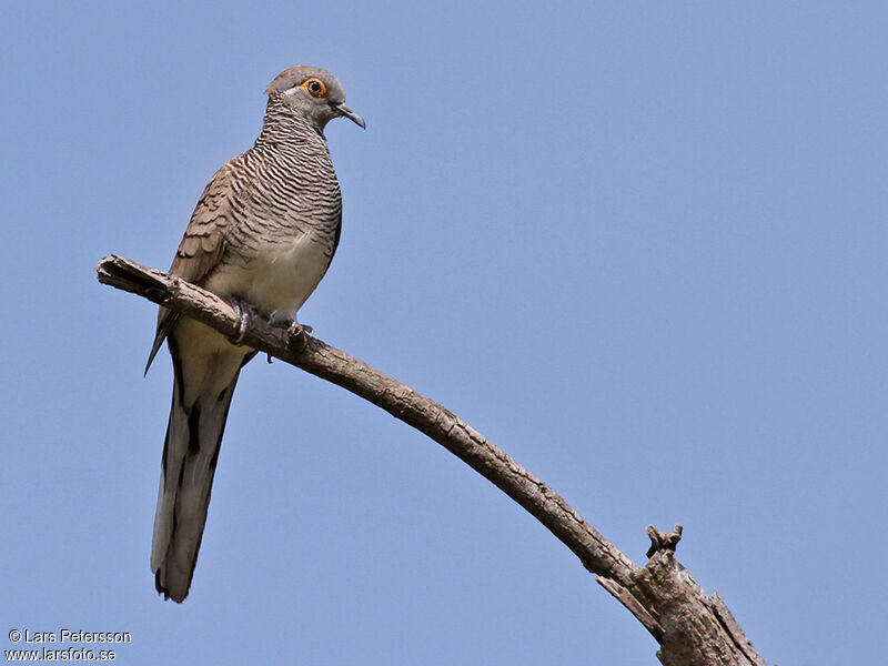 Barred Dove