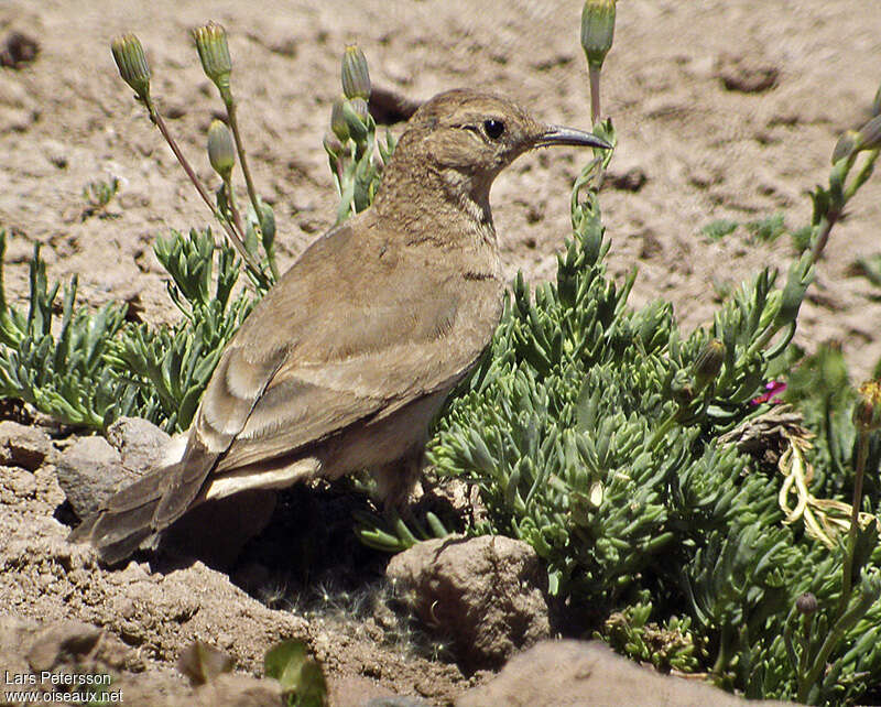 Creamy-rumped Mineradult