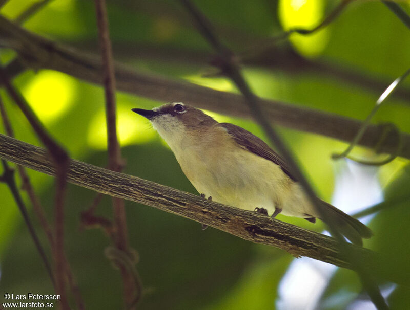 Yellow-bellied Gerygoneadult