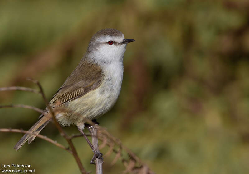 Chatham Gerygone male adult, identification