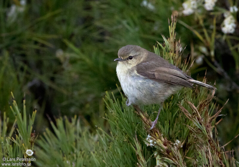 Chatham Islands Gerygone