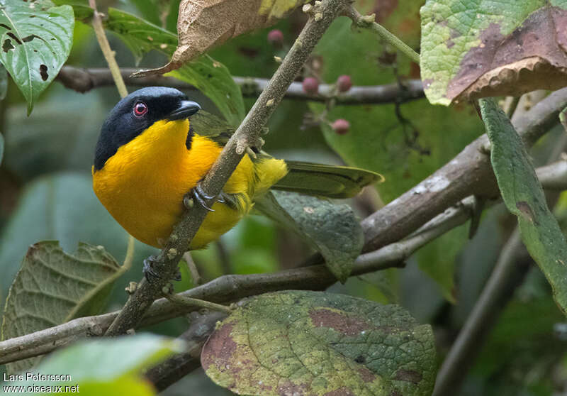 Black-fronted Bushshrikeadult, close-up portrait