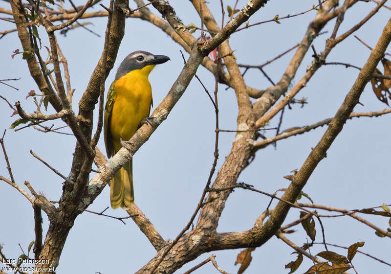 Monteiro's Bushshrikeadult, close-up portrait