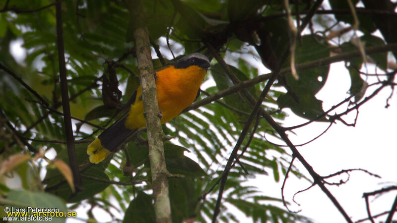 Many-colored Bushshrike