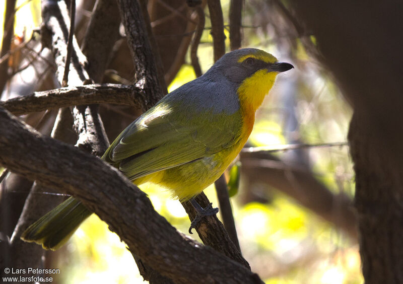 Orange-breasted Bushshrike