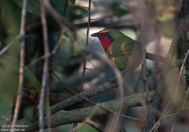 Gorgeous Bushshrike