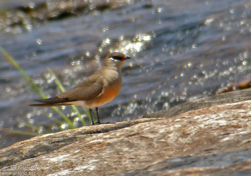 Madagascar Pratincole