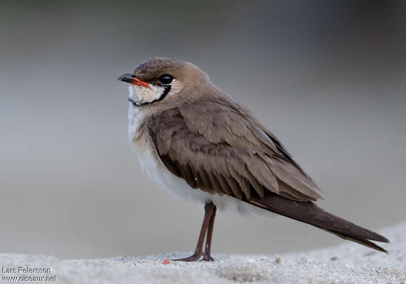 Glaréole orientaleadulte nuptial, identification