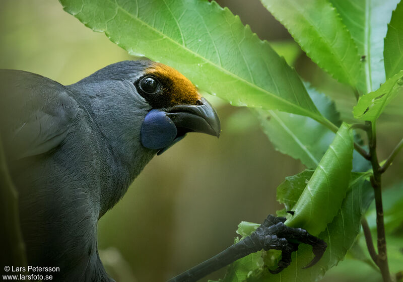 Glaucope de Wilson