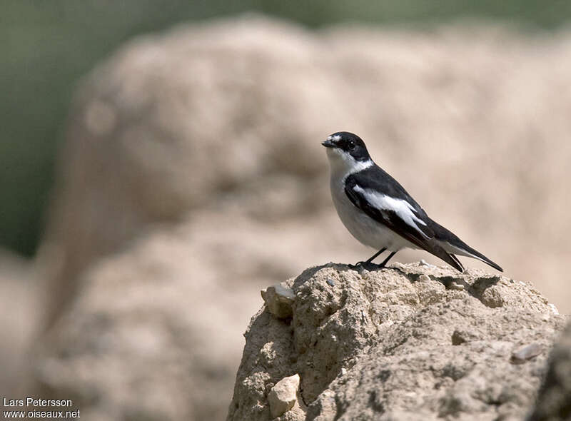 Semicollared Flycatcher male adult breeding, pigmentation