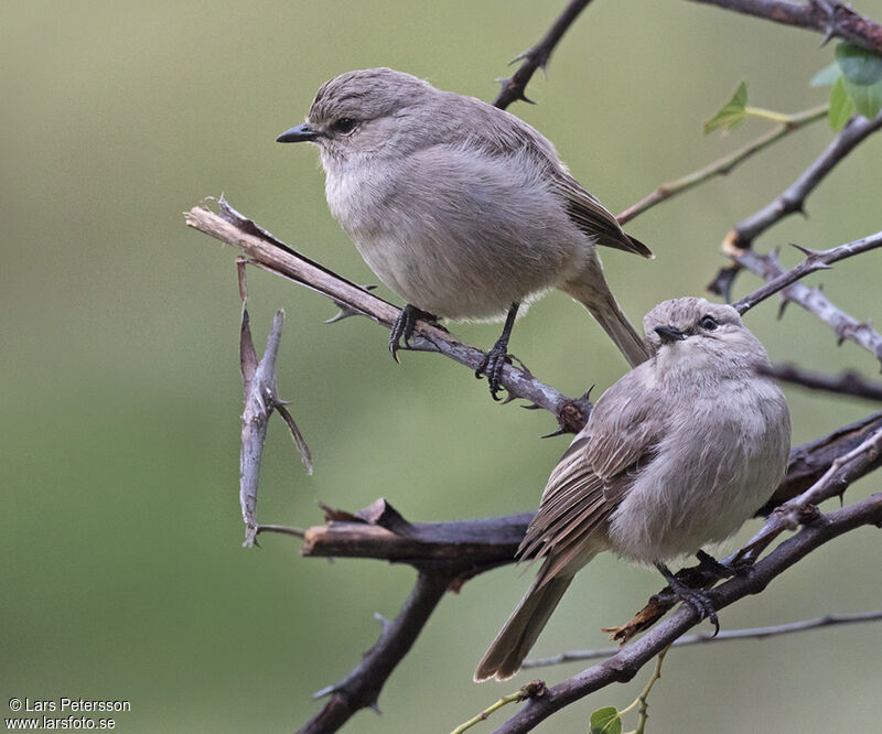 African Grey Flycatcher