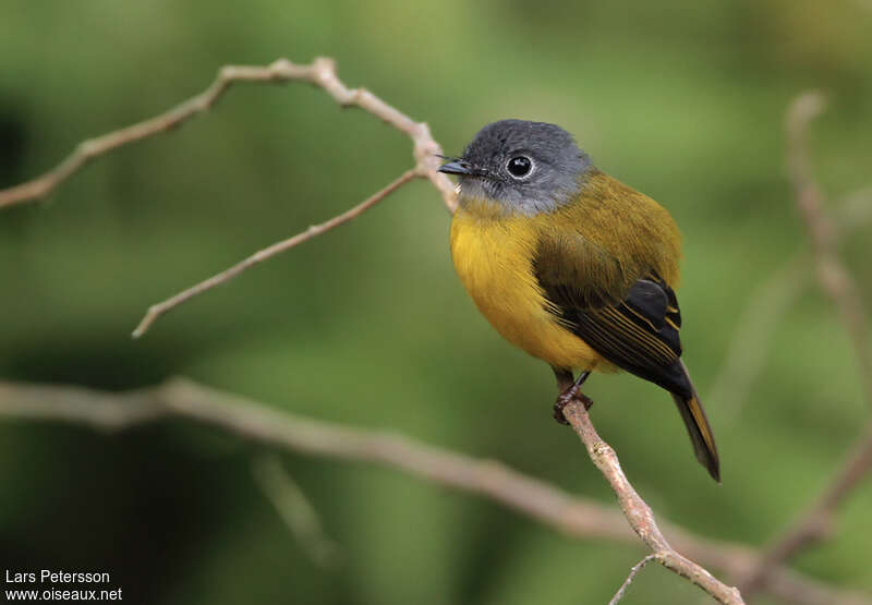 Grey-headed Canary-flycatcheradult, identification