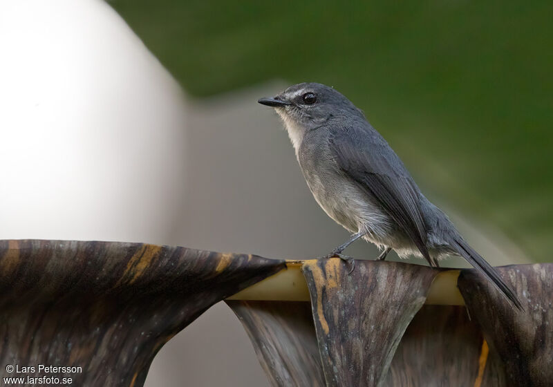 Dusky-blue Flycatcher