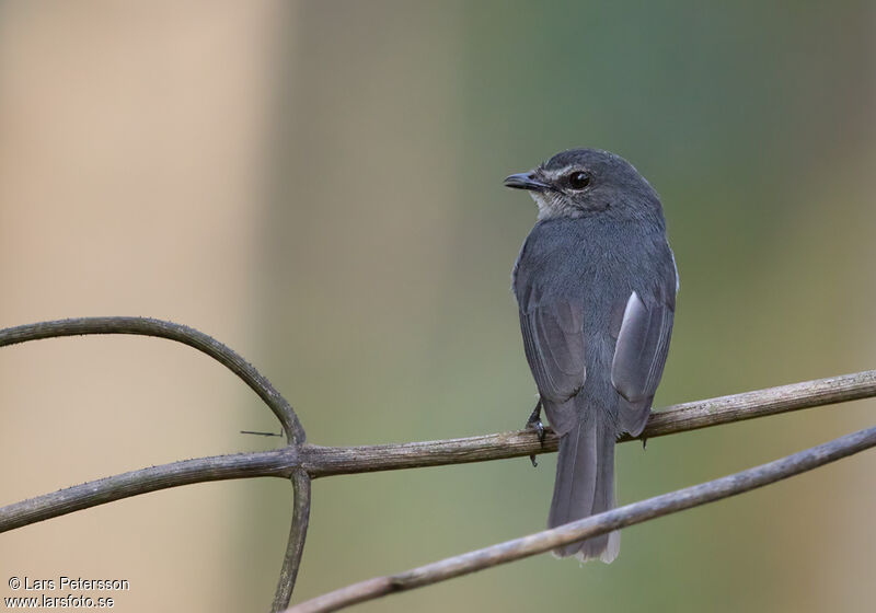 Dusky-blue Flycatcher