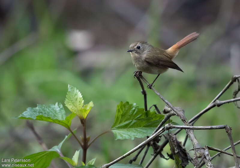 Slaty-blue Flycatcher female adult, identification