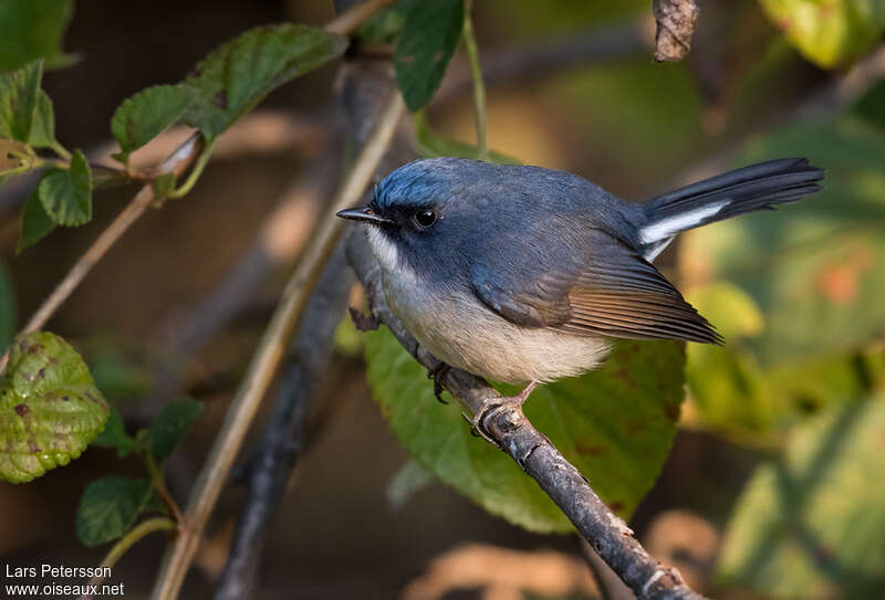 Gobemouche bleu-ardoise mâle adulte, identification