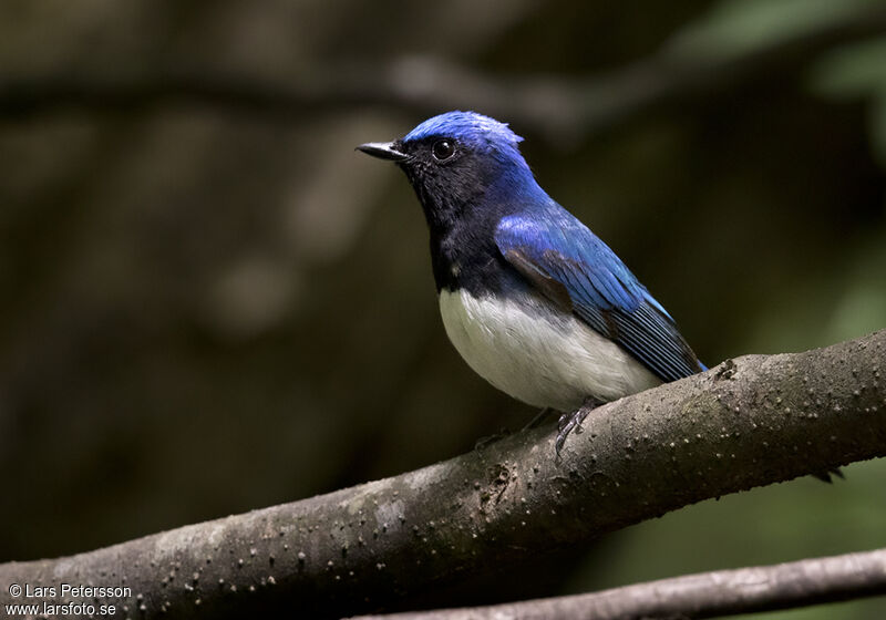 Blue-and-white Flycatcher