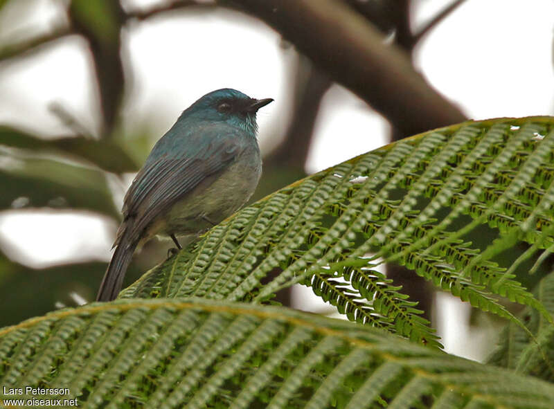 Pale Blue Flycatcher male adult, pigmentation