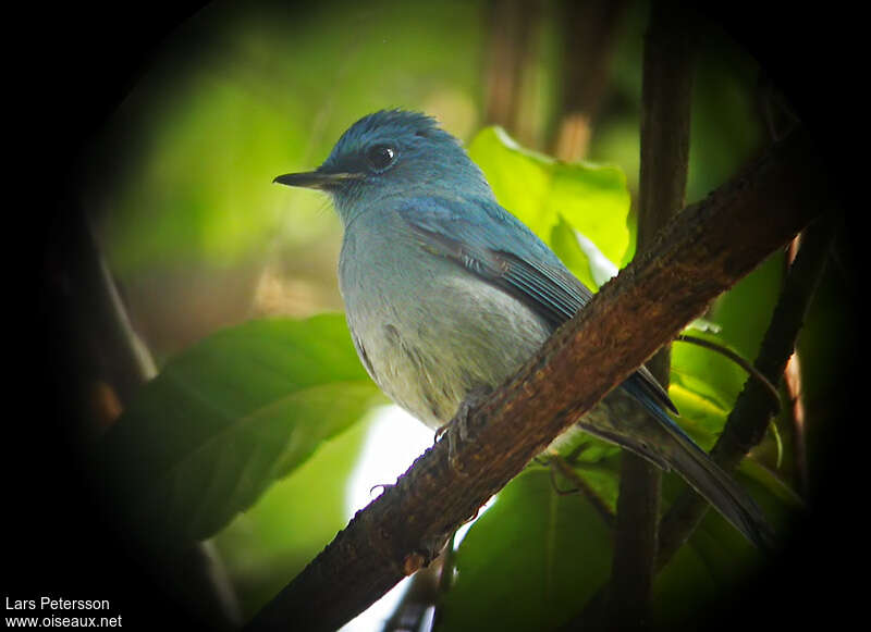 Pale Blue Flycatcher male adult, close-up portrait