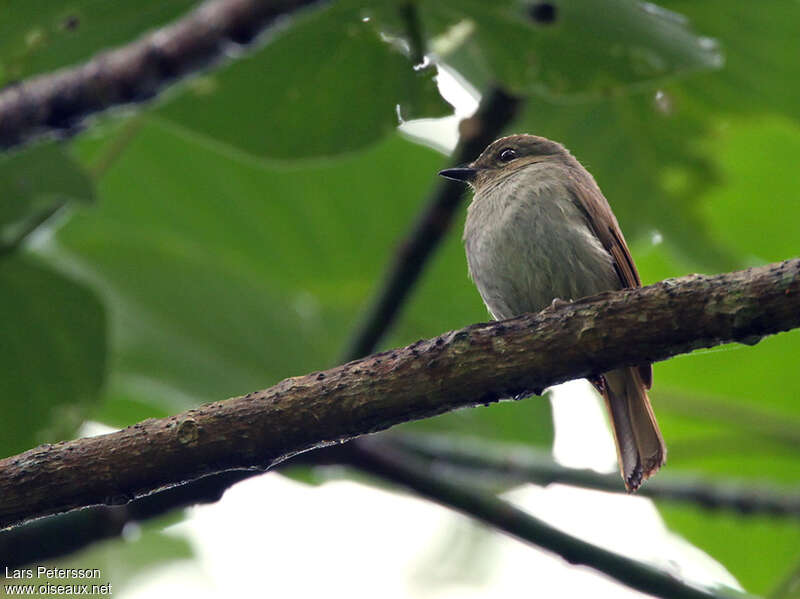 Pale Blue Flycatcher female adult, identification