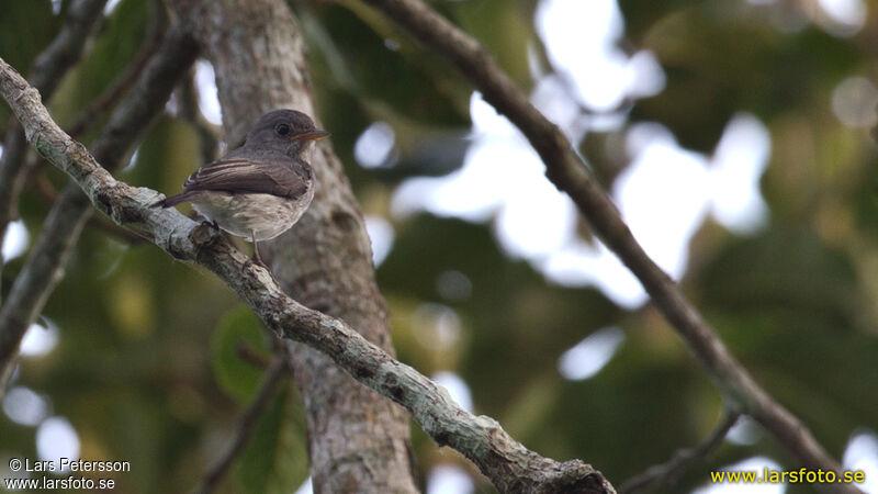 Little Grey Flycatcher