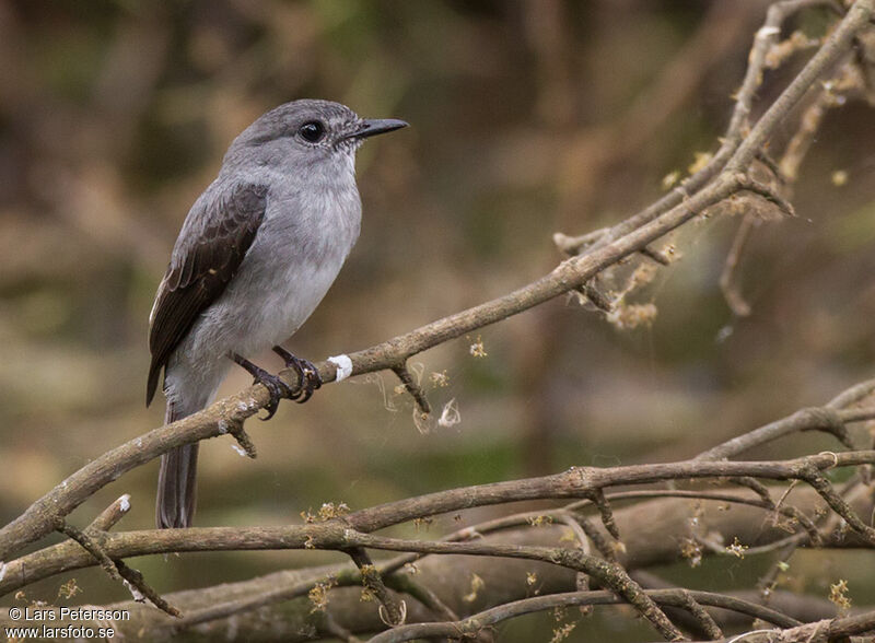 Cassin's Flycatcher