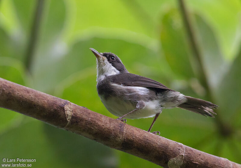 Dohrn's Warbler