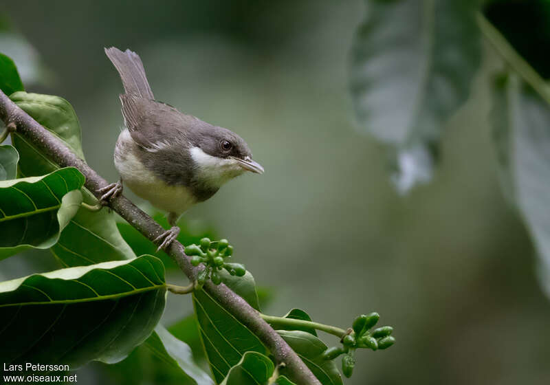 Dohrn's Warbler