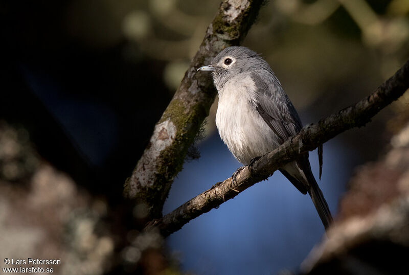 White-eyed Slaty Flycatcher