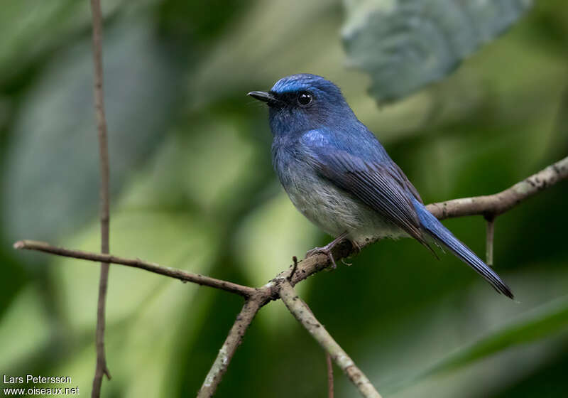 Gobemouche de Hainan mâle adulte, identification