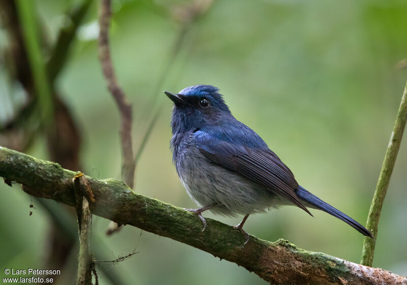 Hainan Blue Flycatcher