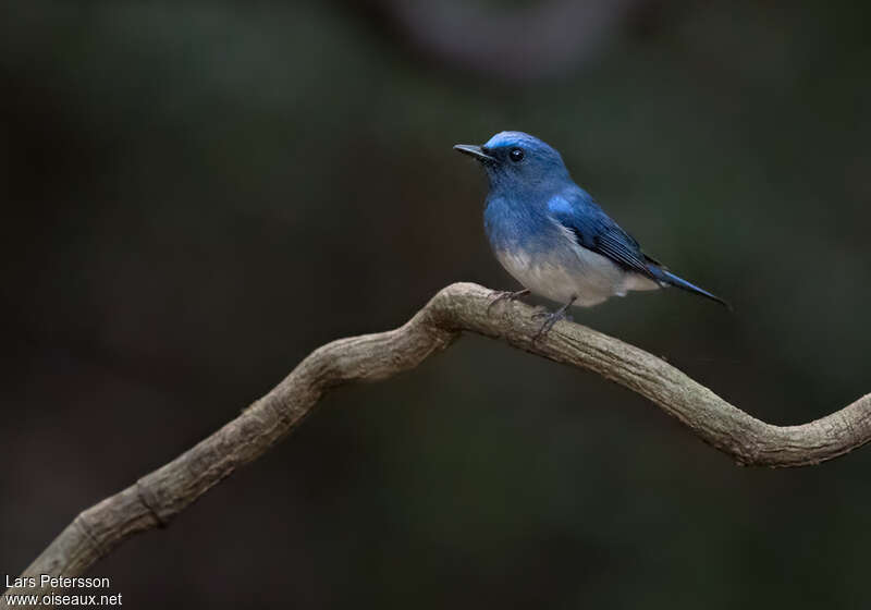 Hainan Blue Flycatcher male adult, pigmentation