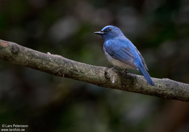 Hainan Blue Flycatcher