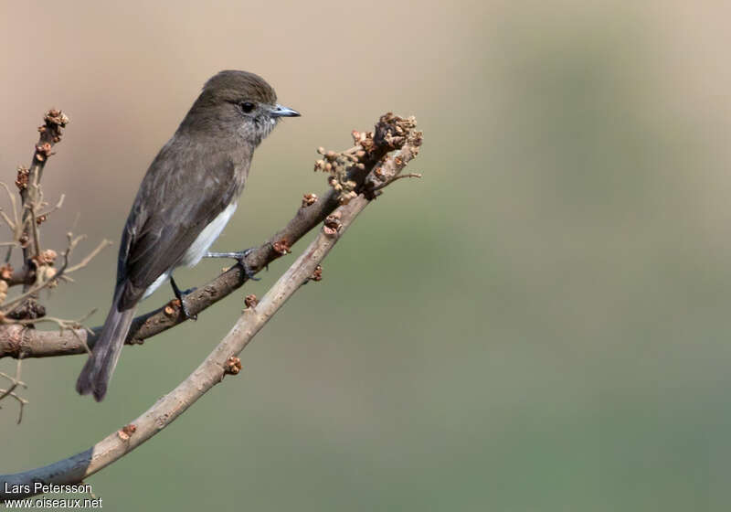 Angola Slaty Flycatcheradult, identification