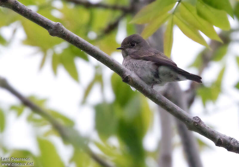 Dark-sided Flycatcheradult, pigmentation