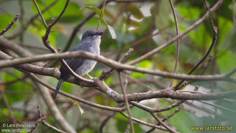 Tessmann's Flycatcher